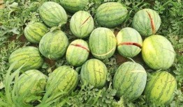 陇南市网红吃瓜群微信,揭秘当地美食圈的热议焦点